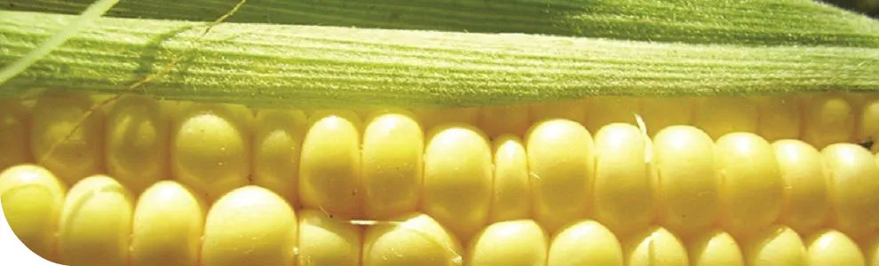 Close-up of a maize cob