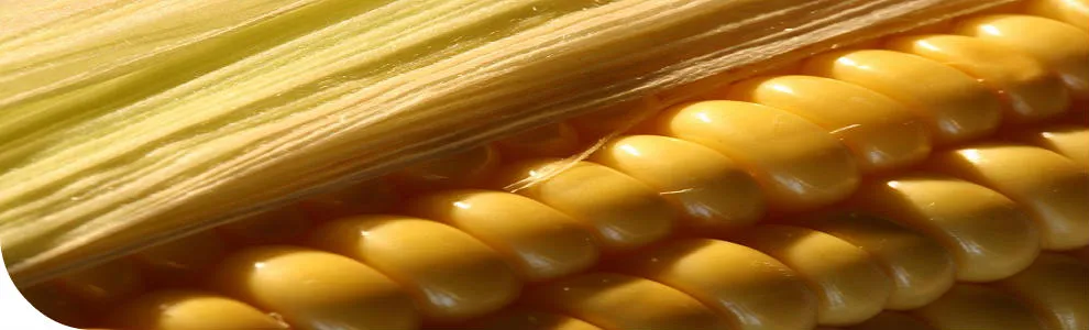 Golden maize kernels under the husk